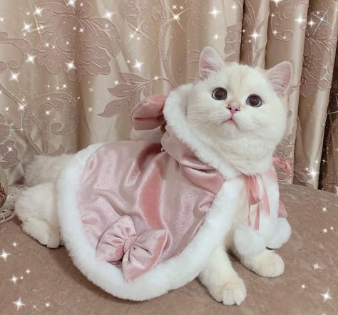 Cat Clothes 2