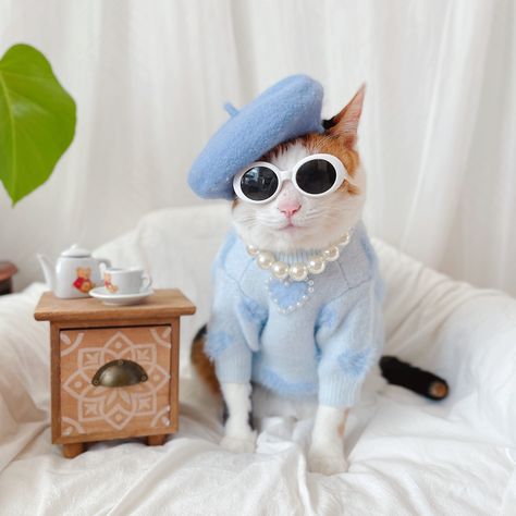 Cat Clothes 5
