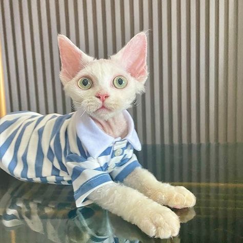 Cat Clothes 6