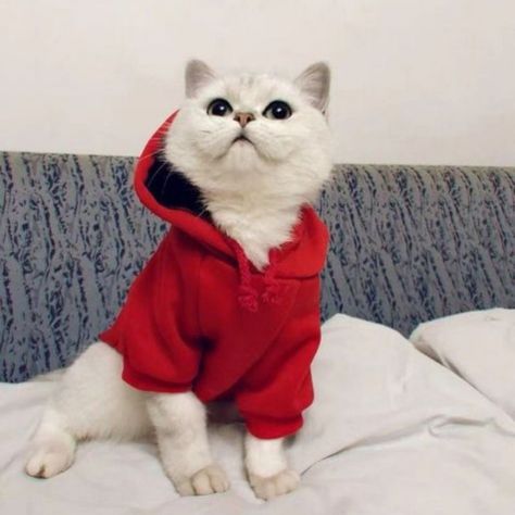 Cat Clothes 3
