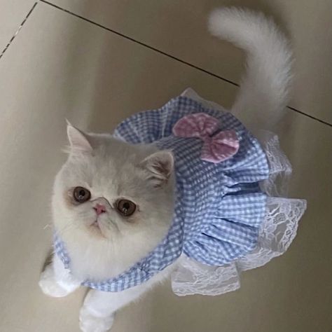 Cat Clothes 1