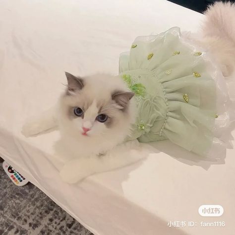 Cat Clothes 5