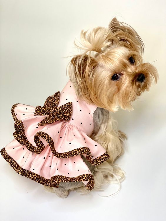 Dog Clothes 1