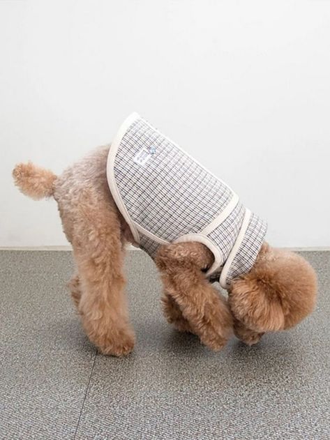 Dog Clothes 3