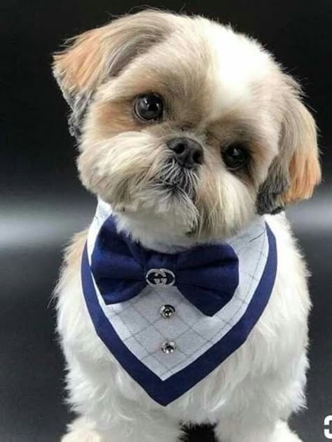 Dog Clothes 2