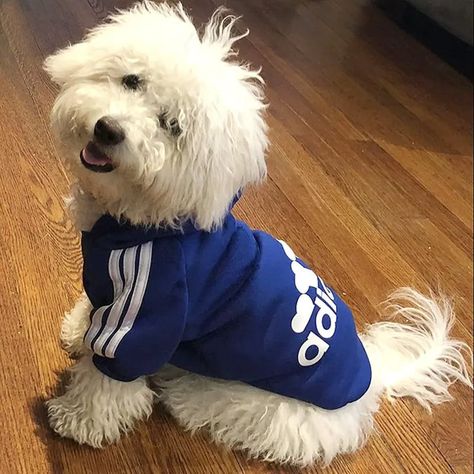 Dog Clothes 2