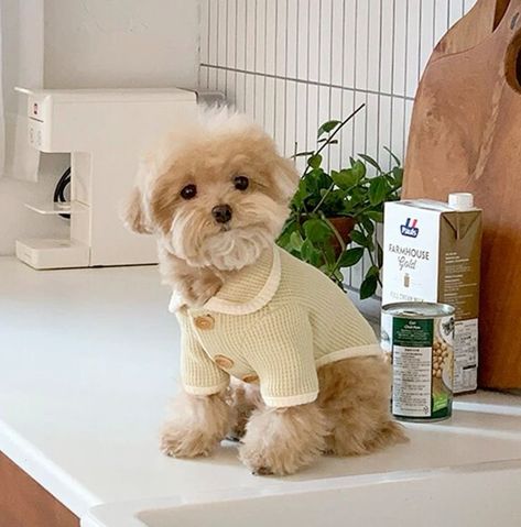 Dog Clothes 8